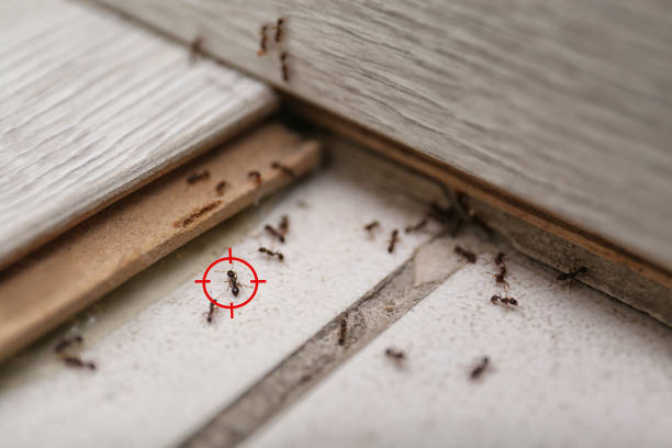  Hampshire, IL Pest Control Pros