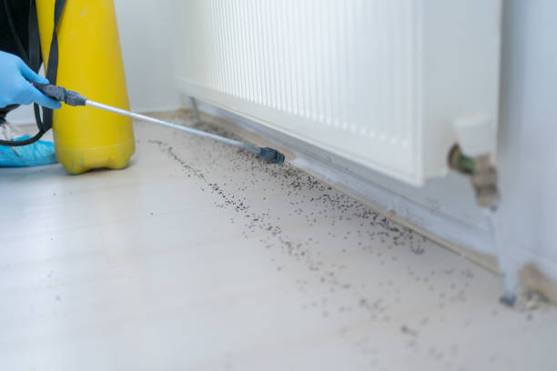 Best Insect Control  in Hampshire, IL